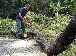 How Our Tree Care Process Works  in  College Station, TX