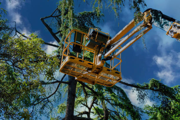 Trusted College Station, TX  Tree Services Experts