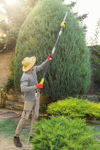 Best Seasonal Cleanup (Spring/Fall)  in College Station, TX